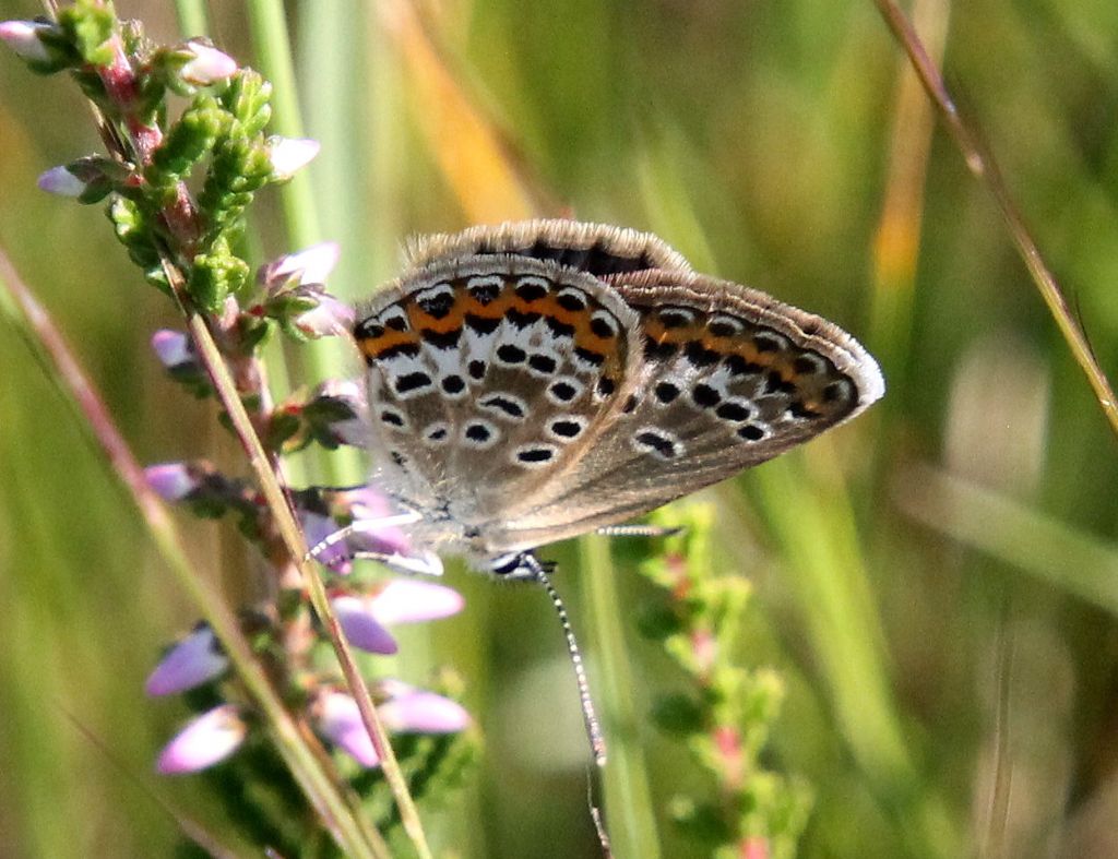 Plebejus argus?